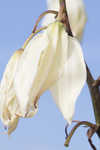 Moundlily yucca